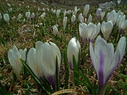 33 Crocus...